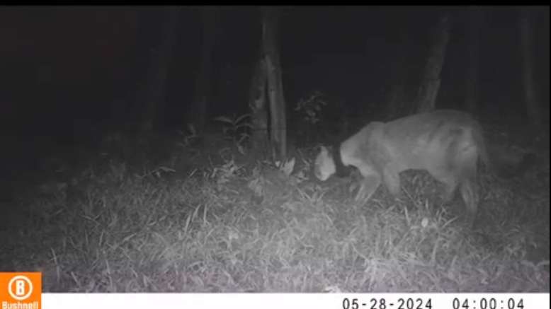 Imágenes de cámara trampa que confirmó su presencia en la zona.