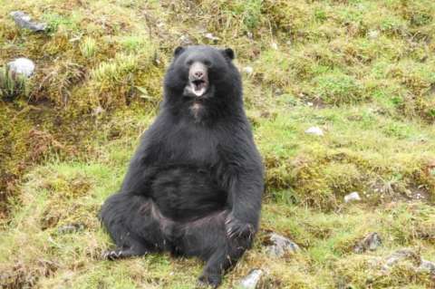 Tras las huellas del oso andino: una especie en peligro