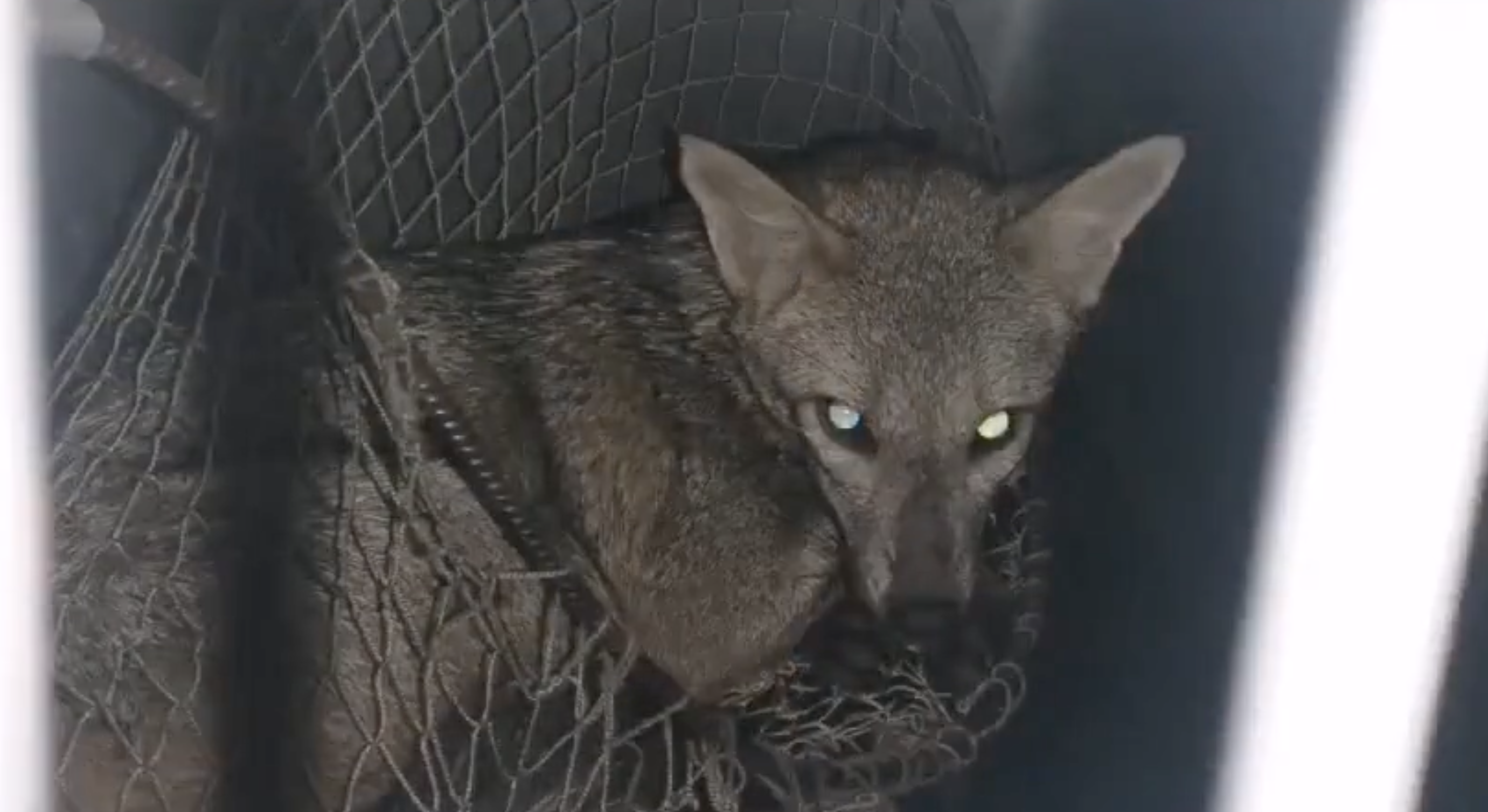 Se cree que ambos animales salvajes huyeron de su ecosistema por la cacería y el tráfico ilegal de especies.