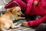 Denuncian el uso de perros y gatos para pedir dinero en TransMilenio en Bogotá
