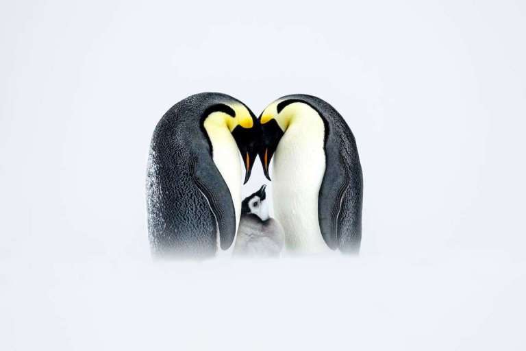 ¿Qué hacen los pingüinos cuando se “enamoran”?