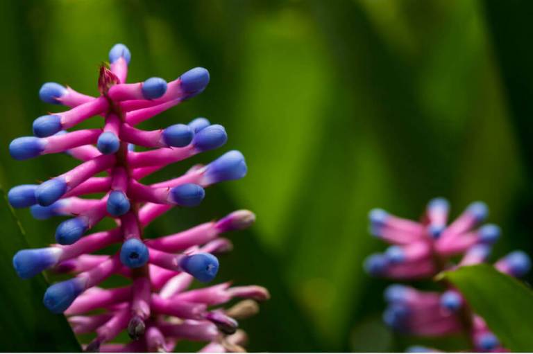 En imágenes: ‘Un oasis de color’, la exposición de bromelias que llegará al Jardín Botánico de Bogotá