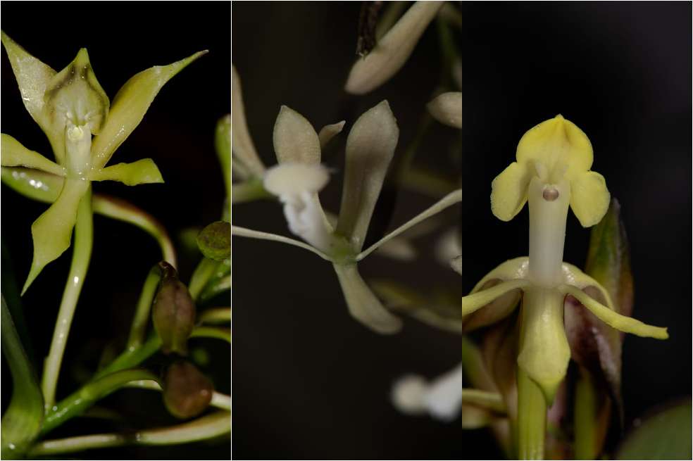 Orquídeas descubiertas