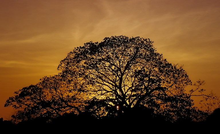 Autor: Adair Johan Álvarez De La Hoz / Palmar de Varela.
