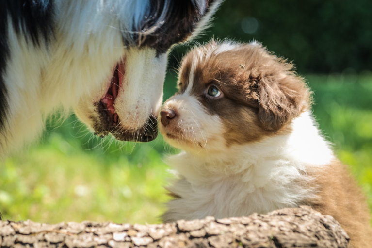 Mejores amigos de todos los tamaños: las 4 razas de perros medianos más populares