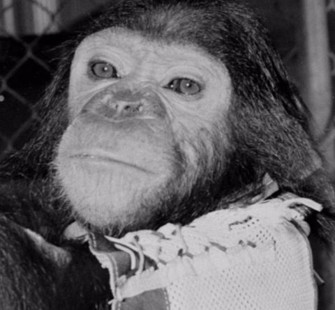 Se cumplen 60 años del viaje de Enos, el chimpancé que fue lanzado al espacio