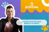 ¿Por qué mi gato no me deja dormir en las noches?