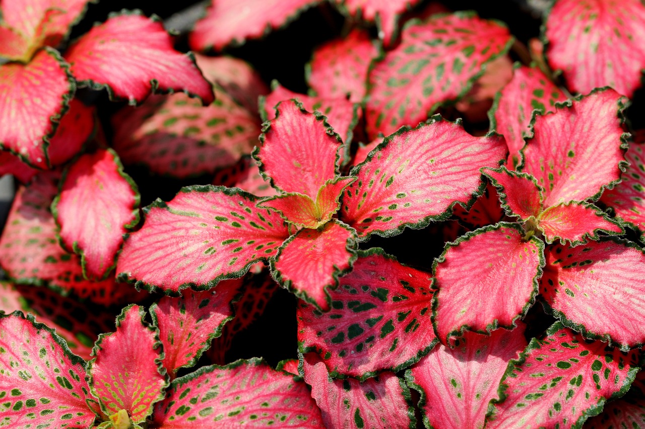 La Fittonia es una planta pequeña que se caracteriza por su follaje.