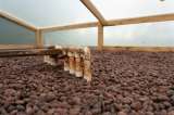 Con el cacao, campesinos del Caquetá le apuestan a la paz y a la reforestación