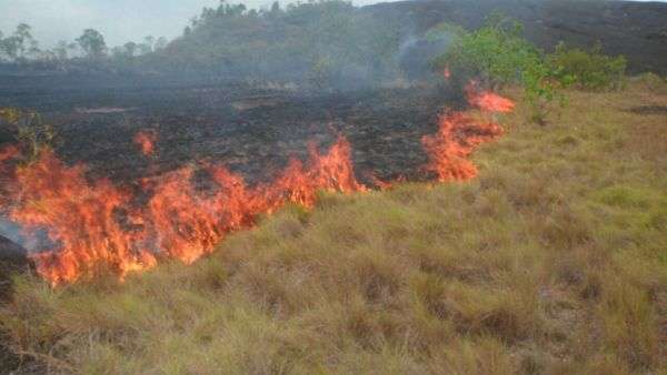 De acuerdo con la denuncia, parte de los incendios forestales en el Parque Nacional El Tuparro (Vichada) fueron causados por las mismas personas que amenazan a los funcionarios de Parques Nacionales.