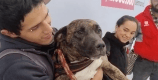 Perrita, que fue adoptada por un conductor de TransMilenio, es devuelta a su familia