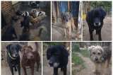 Arroz, pasta y menudencias: refugio pide ayuda para preparar sopas a sus animales rescatados