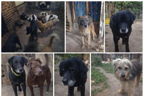 Arroz, pasta y menudencias: refugio pide ayuda para preparar sopas a sus animales rescatados