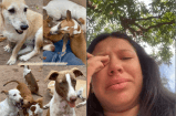 Exigen justicia por la muerte de tres perros atacados cruelmente en La Paz, Cesar