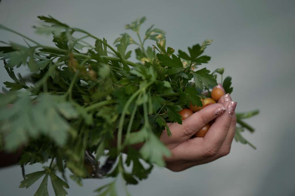 Huerta urbana ubicada en esta fundación.