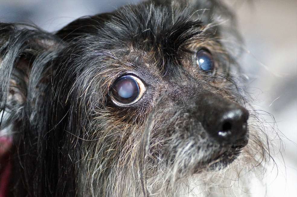 Perro ciego
