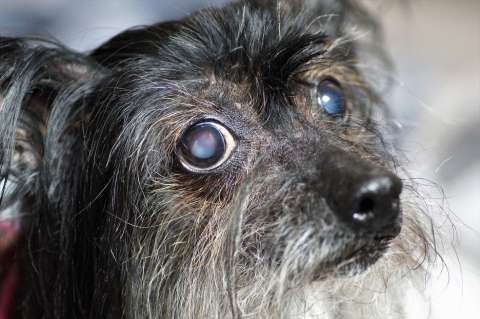 Ceguera en perros: causas, síntomas y cuidados