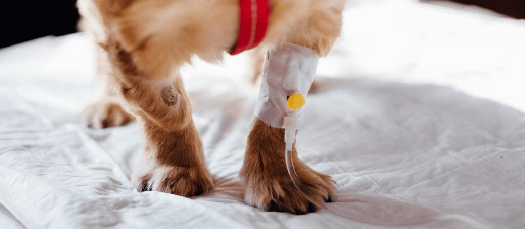 Moquillo en perros: qué es y cuáles son los síntomas