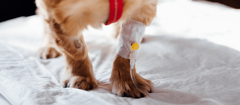 ¿Su mascota tiene cáncer? Siga estas recomendaciones alimenticias