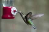 Ciudad de México quiere colibríes por todas partes