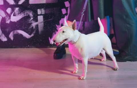 Perro Bull Terrier: características y nivel de agresividad