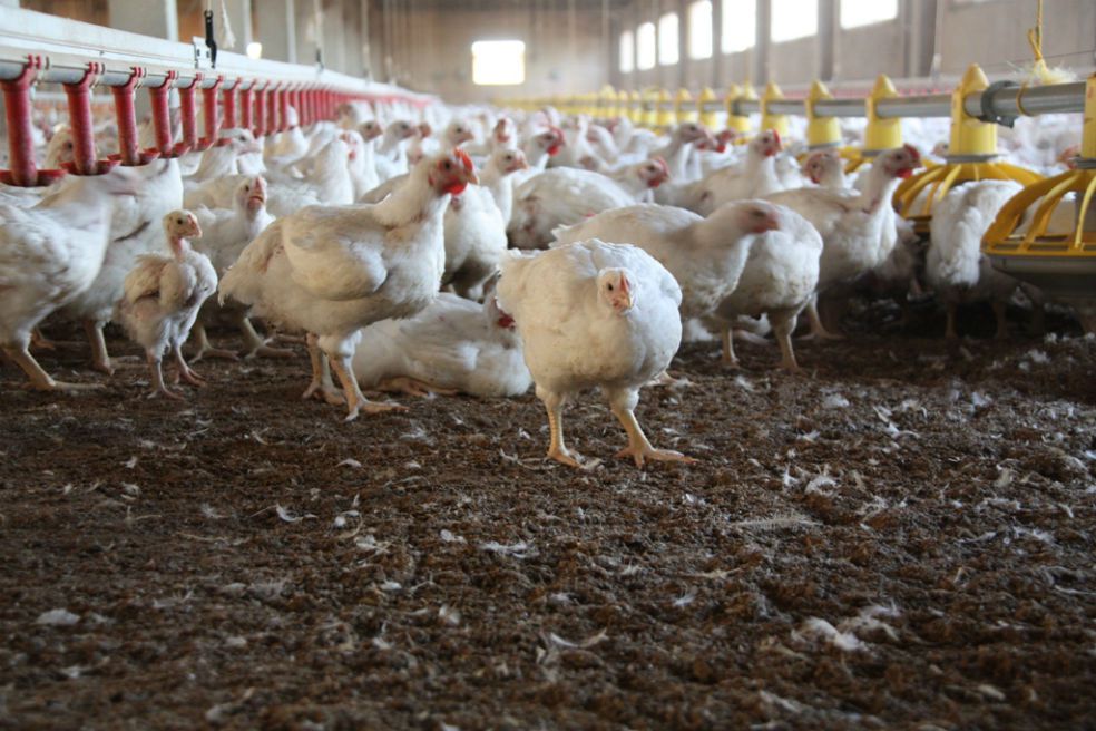 gripe aviar h5n8