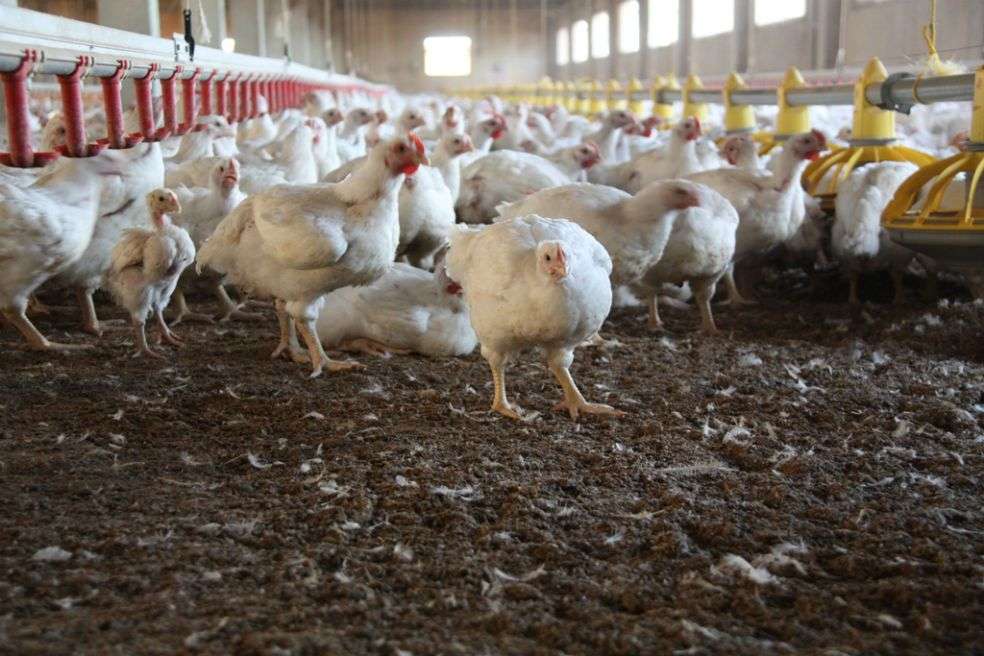 gripe aviar h5n8
