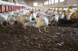 En Perú sacrificaron 37.000 aves infectadas con gripe aviar