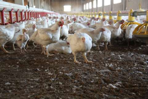 ICA detecta primer brote de gripe aviar en aves de traspatio en Colombia