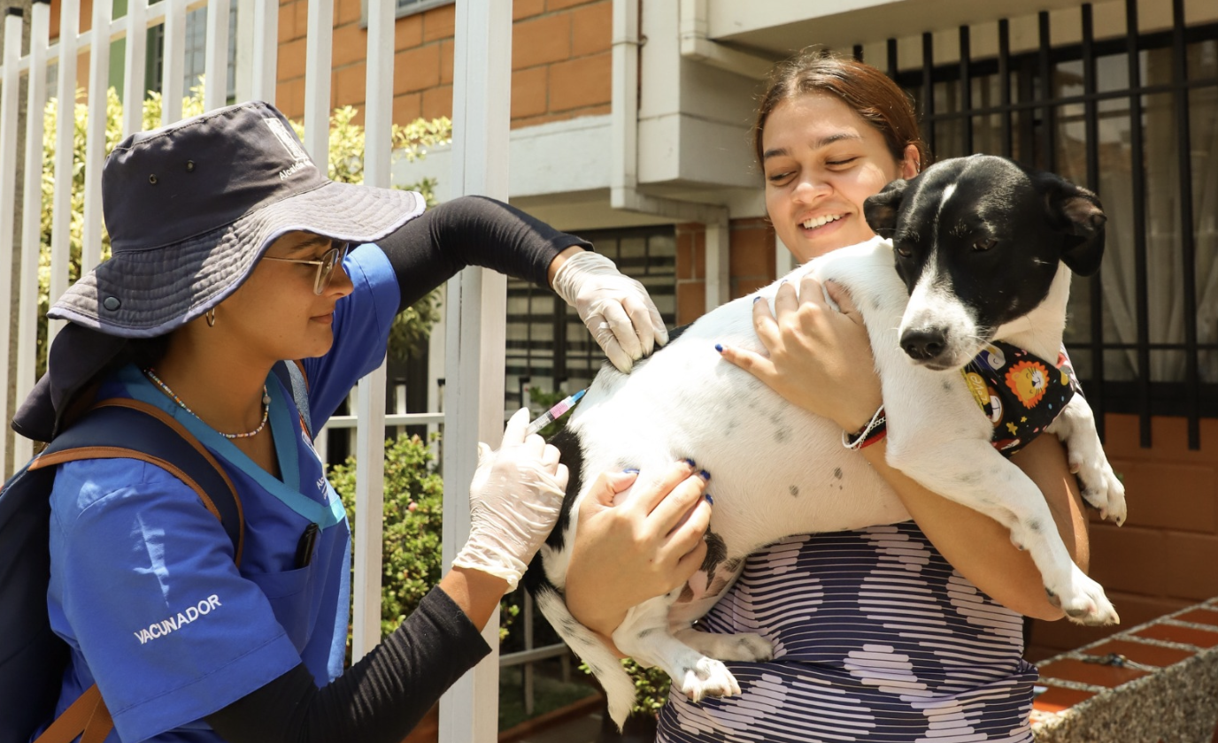 Perro recibiendo una vacuna contra la rabia en una brigada realizada por la Alcaldía de Medellín.