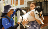 Mordeduras de animales aumentaron 10% en Medellín: así se controla el contagio de rabia