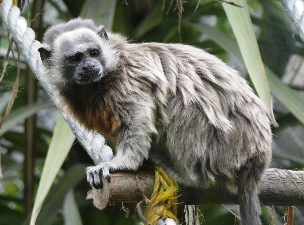 Atlas de Primates