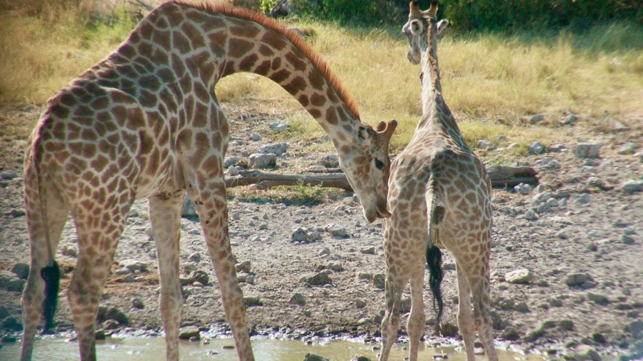 Una jirafa macho inicia el comportamiento de flehmen con los labios curvados cuando la hembra empieza a orinar.
LYNETTE HART, UC DAVIS
09/2/2023