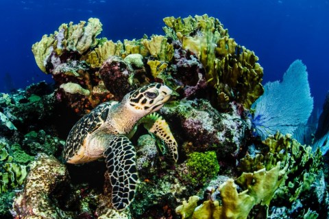 Revelan resultados de la excursión marítima más grande de Colombia