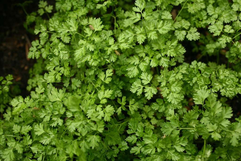 El perifollo es ideal para quienes buscan cultivar plantas que no solo sean útiles en la cocina, sino que también contribuyan a la mejora del medio ambiente