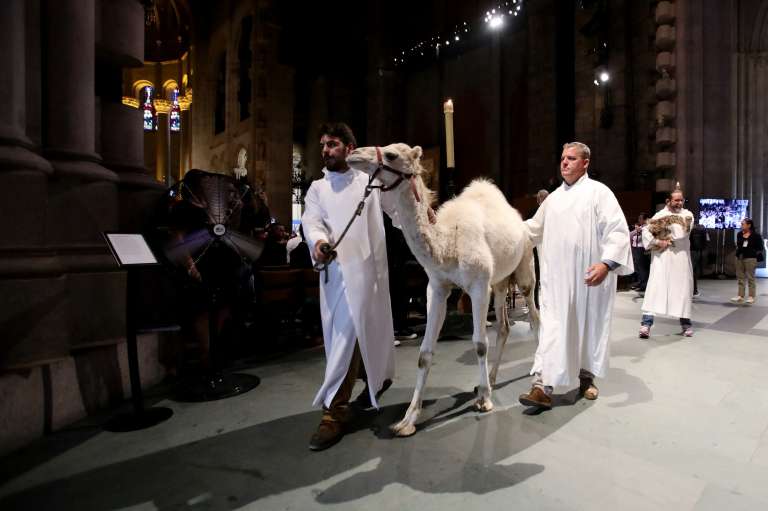 Un camello caminando junto a devotos de la iglesia en la procesión. Esto, antes de la bendición.