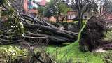 ¿Cómo identificar si un árbol está en riesgo de caer?