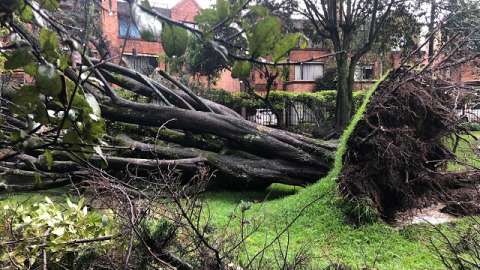 ¿Cómo identificar si un árbol está en riesgo de caer?
