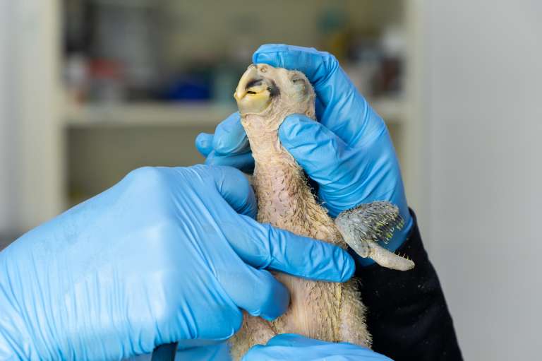 Loros decomisados