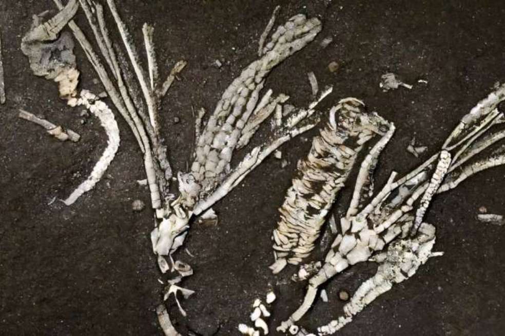 Este hallazgo, aseguraron los investigadores, constituye la evidencia más antigua conocida de pies ambulacrales en crinoideos y apenas el segundo caso documentado de estas estructuras conservadas en el registro fósil.