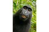 Macaco no puede reclamar los derechos de autor de su selfie