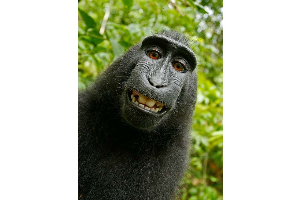 Naruto, el macaco que no podrá reclamar los derechos de su selfie. / Pixabay