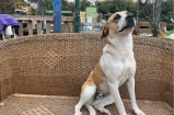 30 animales esperan una oportunidad: su refugio está en peligro y necesitan hogar