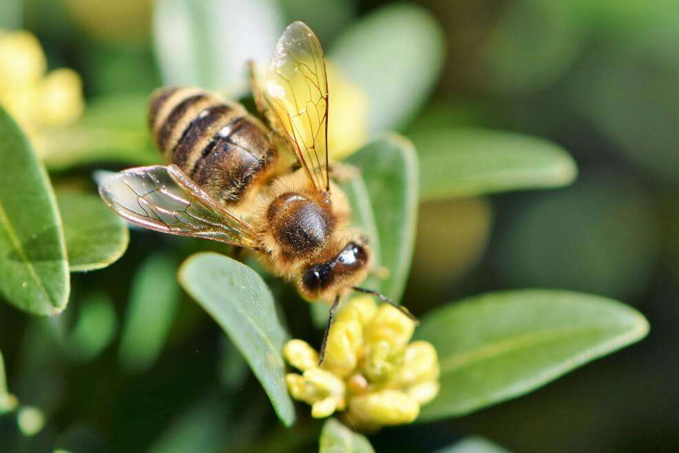 Las abejas son unos de los polinizadores esenciales. / Pixabay