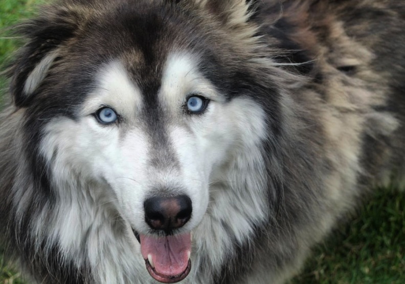 Lo compraron por capricho y lo encerraron en un guacal: la historia del perro Zeus