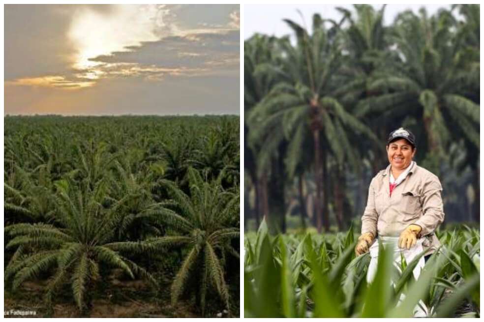El premio mayor serán $4.000.000 y las finalistas de cada categoría recibirán $1.000.000. / Fedepalma