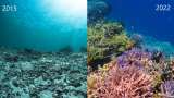 Así lucen los arrecifes de coral tras siete años de restauración