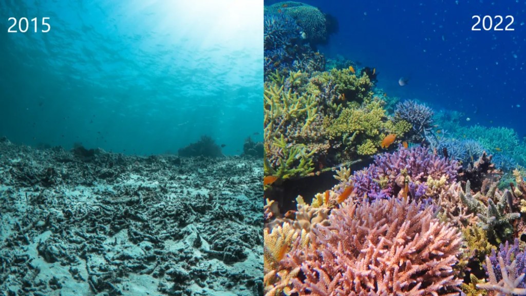 Así lucen los arrecifes de coral tras siete años de restauración