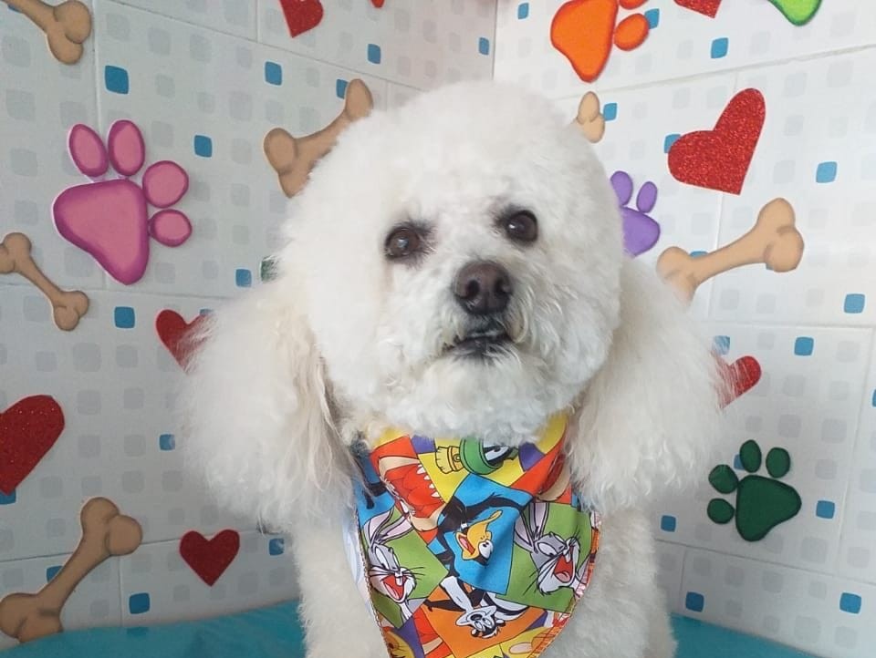Este canino se extravío el pasado jueves 17 de noviembre cerca al barrio Boyacá Real.