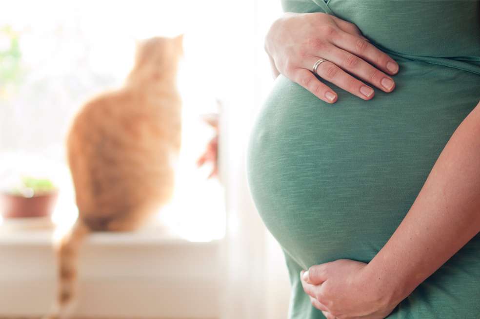 Gatos, toxoplasmosis, enfermedad, casa, maternidad